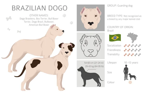 Brazilian Dogo Clipart Different Coat Colors Poses Set Vector Illustration — ストックベクタ