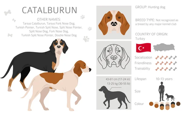 Catalburun Türk Çift Burunlu Pointer Clipart Farklı Pozlar Farklı Renkler — Stok Vektör