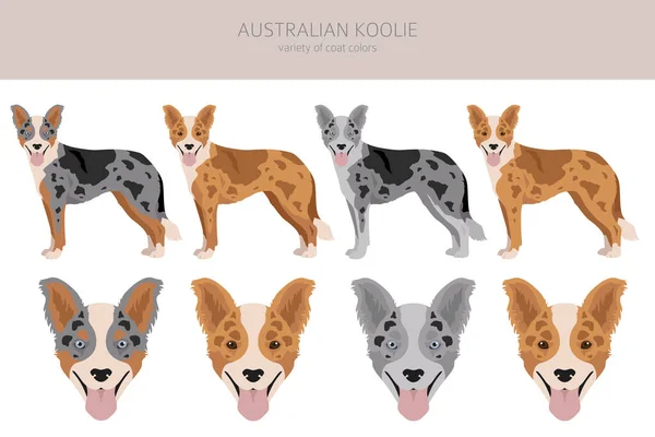 Australian Koolie Clipart Different Poses Coat Colors Set Vector Illustration — Stock Vector