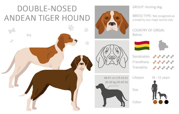 Andean Tiger Hound Double Nosed Clipart Different Poses Coat Colors — Image vectorielle