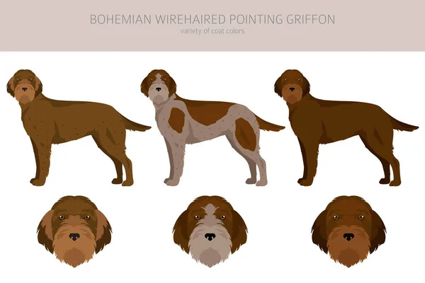 Bohemian Wirehaired Pointing Griffon Clipart Different Coat Colors Poses Set — 스톡 벡터