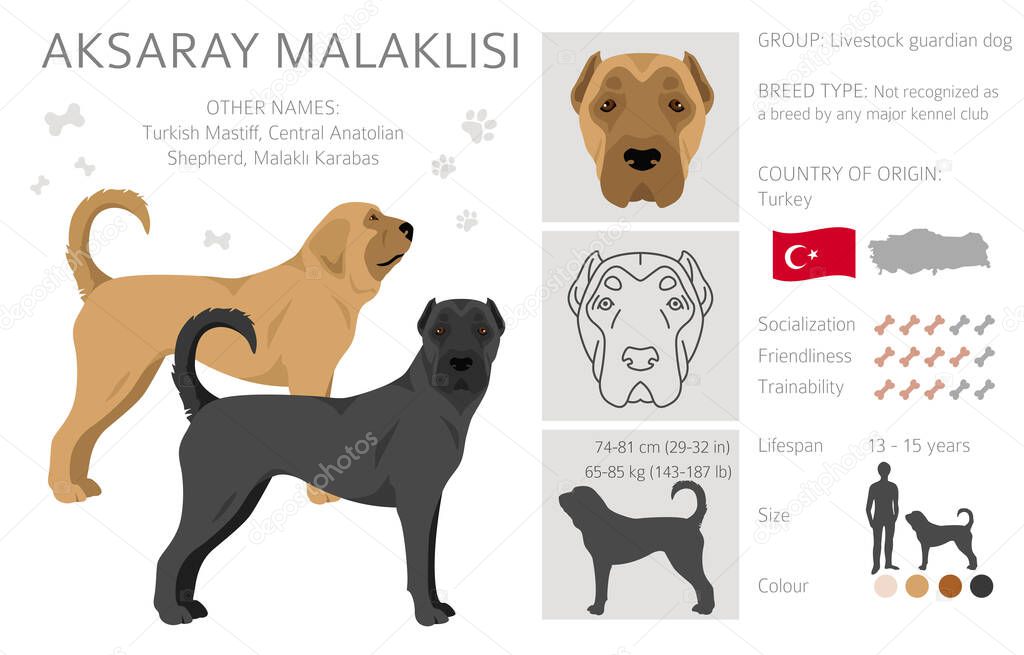 Aksaray Malaklisi clipart. Different poses, coat colors set.  Vector illustration
