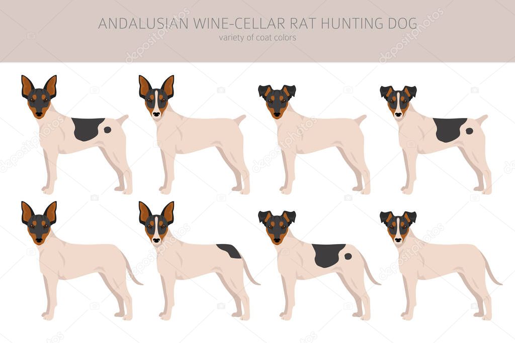 Andalusian Wine-cellar rat hunting dog clipart. Different poses, coat colors set. Vector illustration