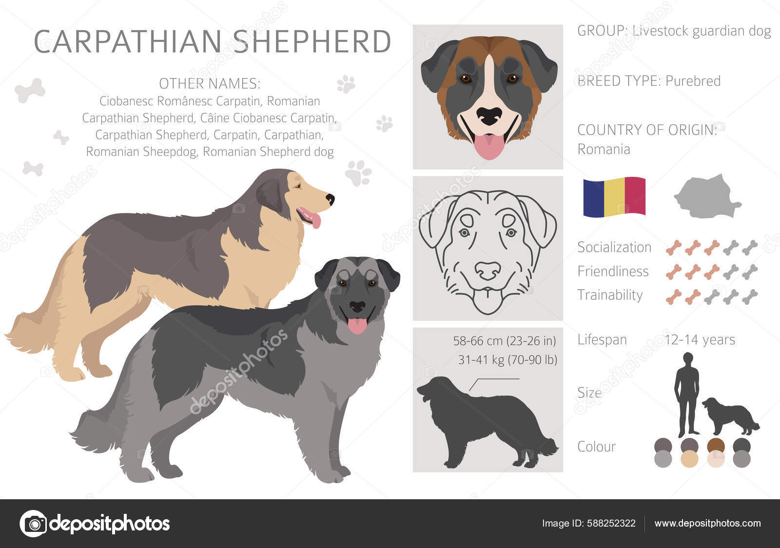 Vomiting Why Has My Dog Started Eating Grass Reasons Why Your Dog