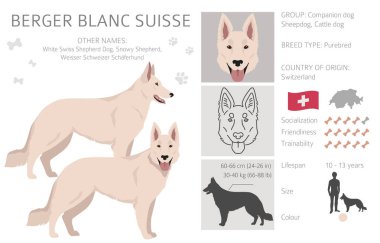 Berger Blanc Suisse clipart. Different coat colors and poses set.  Vector illustration