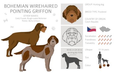 Griffon 'u işaret eden bohem kablosuz bağlantı. Farklı ceket renkleri ve pozlar. Vektör illüstrasyonu