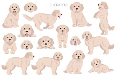 Cockapoo karışık cins clipart. Farklı pozlar, farklı renkler. Vektör illüstrasyonu