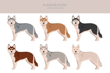 Alaska Husky Clipart 'ı. Farklı pozlar, farklı renkler. Vektör illüstrasyonu