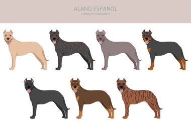 Alano Espanol clipart. Different poses, coat colors set.  Vector illustration