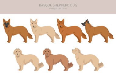 Basque Shepherd dog all colours clipart. Different coat colors and poses set.  Vector illustration
