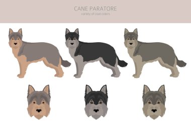 Cane Paratore clipart. Different poses, coat colors set.  Vector illustration