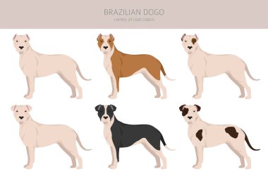 Brezilya Dogo klibi. Farklı ceket renkleri ve pozlar. Vektör illüstrasyonu