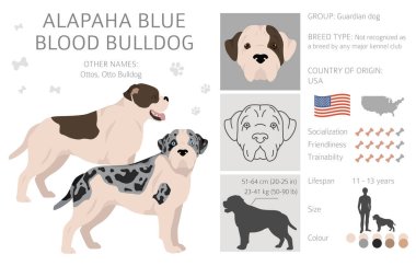 Alapaha Blue Blood Bulldog klibi. Farklı pozlar, farklı renkler. Vektör illüstrasyonu
