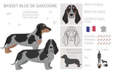 Basset Blue de Gascogne tüm renkler birleşiyor. Farklı ceket renkleri ve pozlar. Vektör illüstrasyonu