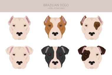 Brazilian Dogo clipart. Different coat colors and poses set.  Vector illustration