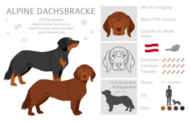 Alpine Dachsbracke clipart. Different poses, coat colors set.  Vector illustration