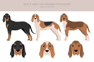 Siyah ve bronz tenli Virginia Foxhound kırpması. Farklı ceket renkleri ve pozlar. Vektör illüstrasyonu