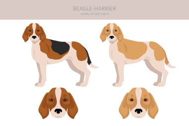 Beagle Harrier tüm renkler toplansın. Farklı ceket renkleri ve pozlar. Vektör illüstrasyonu