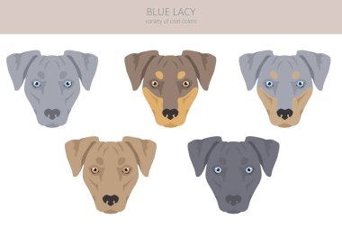 Blue Lacy klipsi. Farklı ceket renkleri ve pozlar. Vektör illüstrasyonu