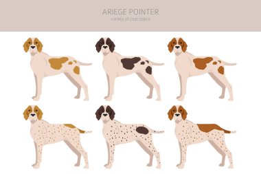 Ariege pointer clipart. Farklı pozlar, farklı renkler. vektör illüstrasyonu