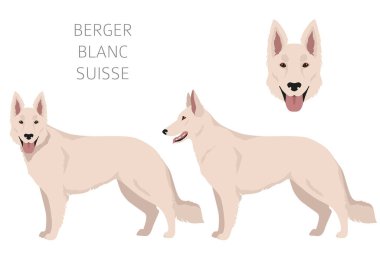 Berger Blanc Suisse clipart. Different coat colors and poses set.  Vector illustration