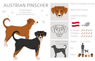 Austrian pinscher clipart. Different poses, coat colors set. vector illustration