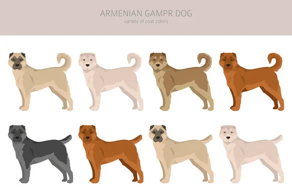 Armenian Gampe Dog Clipart Different Poses Coat Colors Set Vector — Vector de stock