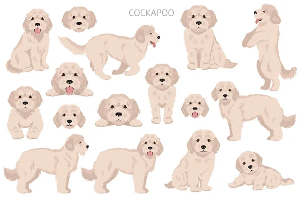 Cockapoo Mix Ras Clipart Verschillende Houdingen Jas Kleuren Set Vectorillustratie — Stockvector