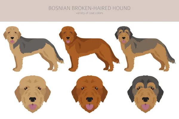 Bosnian Broken Haired Hound Clipart Different Coat Colors Poses Set —  Vetores de Stock