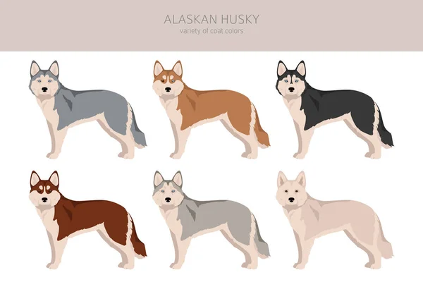 Alaska Husky Clipart Verschillende Houdingen Jas Kleuren Set Vectorillustratie — Stockvector