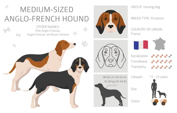 Medium Sized Anglo French Hound Clipart Different Poses Coat Colors — Wektor stockowy