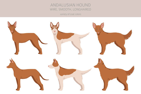 Andalusian hound clipart. Different poses, coat colors set.  Vector illustration