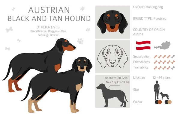 Austrian Black Tan Hound Clipart Different Poses Coat Colors Set — Stock Vector