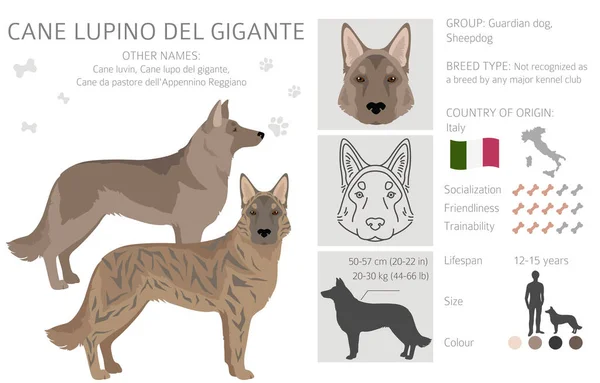 Cane Lupino Del Gigante Clipart Different Poses Coat Colors Set — Vector de stock