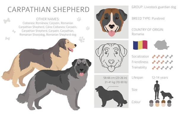 Carpathian Shepherd Dog Clipart Different Poses Coat Colors Set Vector — Stockvektor