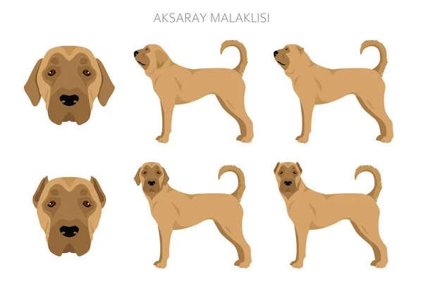 Aksaray Malaklisi Clipart Different Poses Coat Colors Set Vector Illustration — Vector de stock