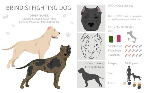 Brindisi Kampfhund Clipart Verschiedene Fellfarben Und Posen Eingestellt Vektorillustration — Stockvektor