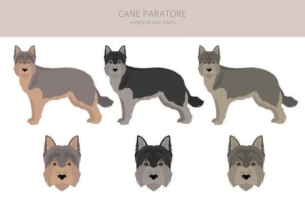 Cane Paratore Clipart Different Poses Coat Colors Set Vector Illustration — Stock vektor