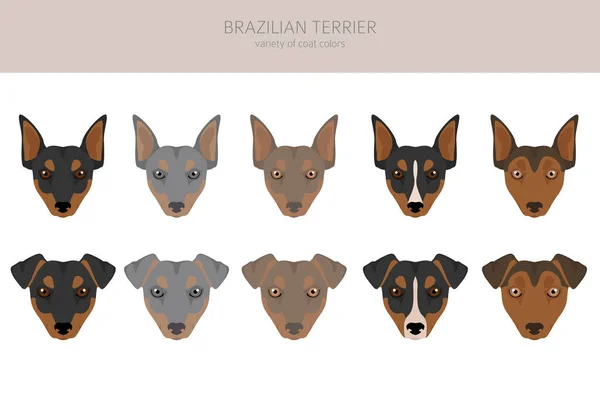 Brezilya Teriyeri Clipart Farklı Ceket Renkleri Pozlar Vektör Illüstrasyonu — Stok Vektör