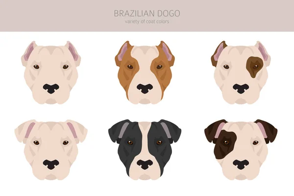 Brazilian Dogo Clipart Different Coat Colors Poses Set Vector Illustration — Stockvector