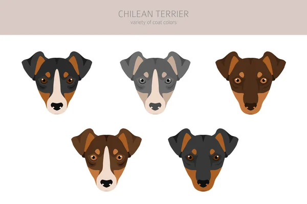 Chilean Terrier Clipart Different Poses Coat Colors Set Vector Illustration — Archivo Imágenes Vectoriales