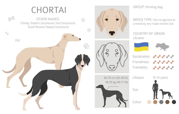 Chortai Clipart Different Poses Coat Colors Set Vector Illustration — Vector de stock