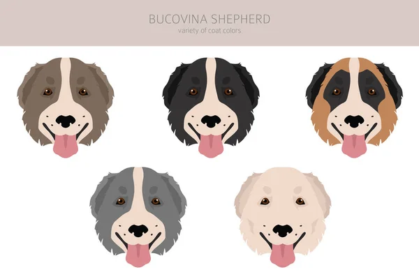 Bucovina Shepherd Clipart Different Coat Colors Poses Set Vector Illustration — Vettoriale Stock