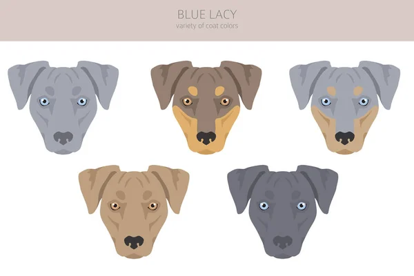Blue Lacy Clipart Different Coat Colors Poses Set Vector Illustration — Stock vektor