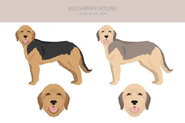 Bulgarian Hound Clipart Different Coat Colors Poses Set Vector Illustration — ストックベクタ