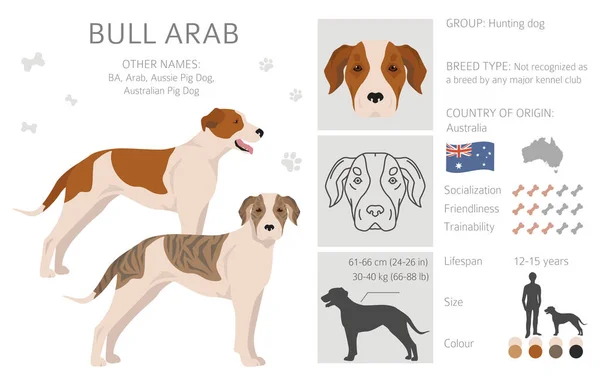 Bull Arab Clipart Different Coat Colors Poses Set Vector Illustration - Stok Vektor