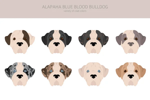 Alapaha Blue Blood Bulldog Clipart Different Poses Coat Colors Set — 图库矢量图片