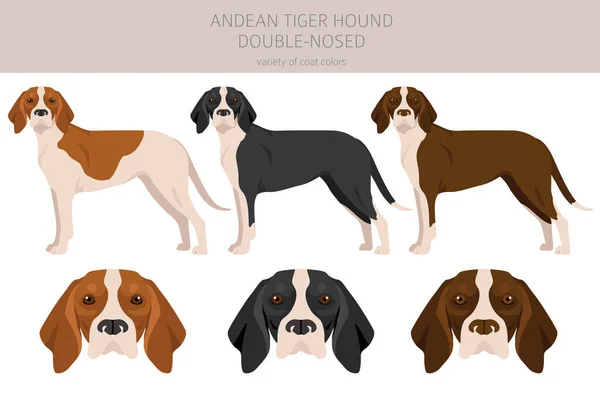 Andean Tiger Hound Double Nosed Clipart Different Poses Coat Colors — Vetor de Stock