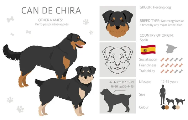 Can Chira Clipart Different Poses Coat Colors Set Vector Illustration — ストックベクタ