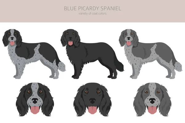 Blue Picardy Spaniel Clipart Different Coat Colors Poses Set Vector — Stok Vektör